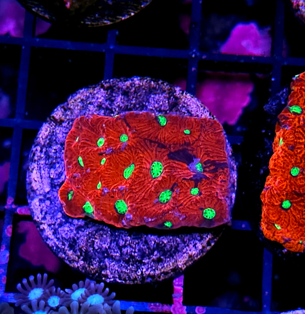 Neon Lights War Coral