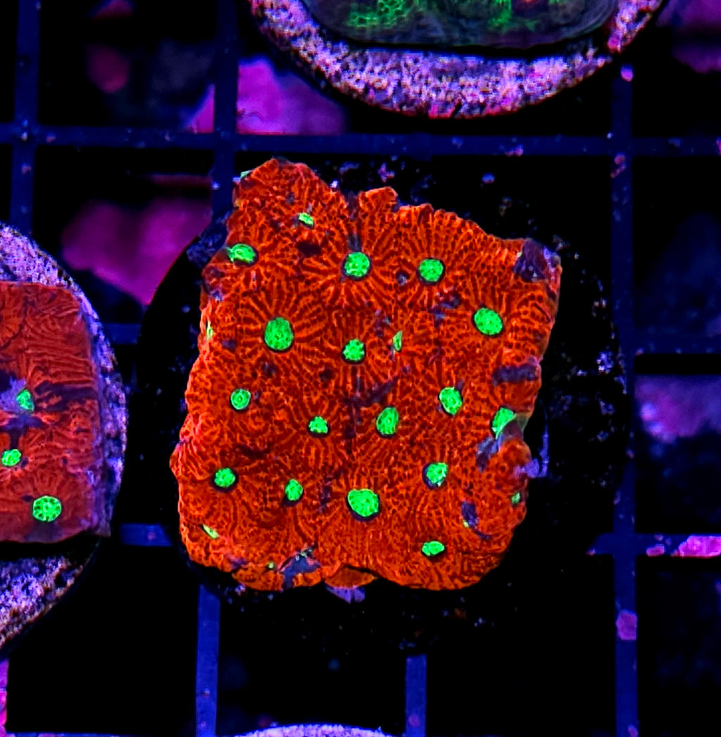 Laser Death War Coral