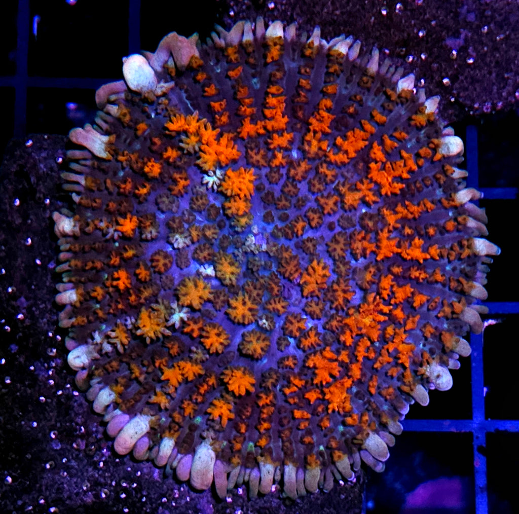 HF Tigress Bounce Mushrooms