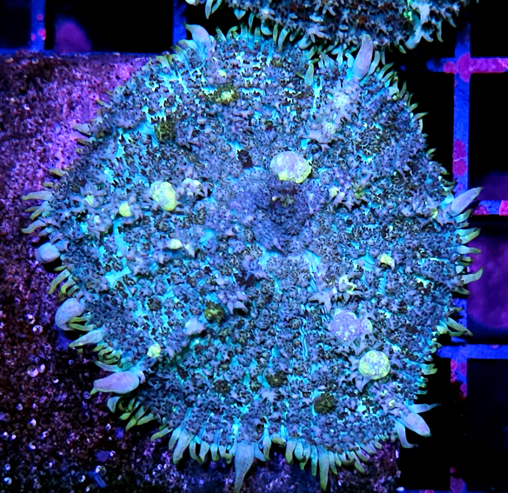 Gator Egg Bounce Mushroom