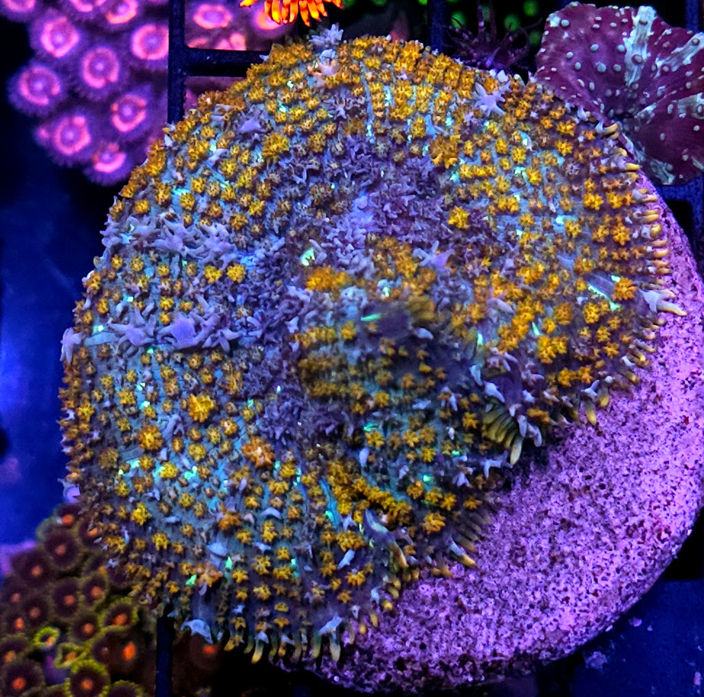 HF Fireworks Mushroom