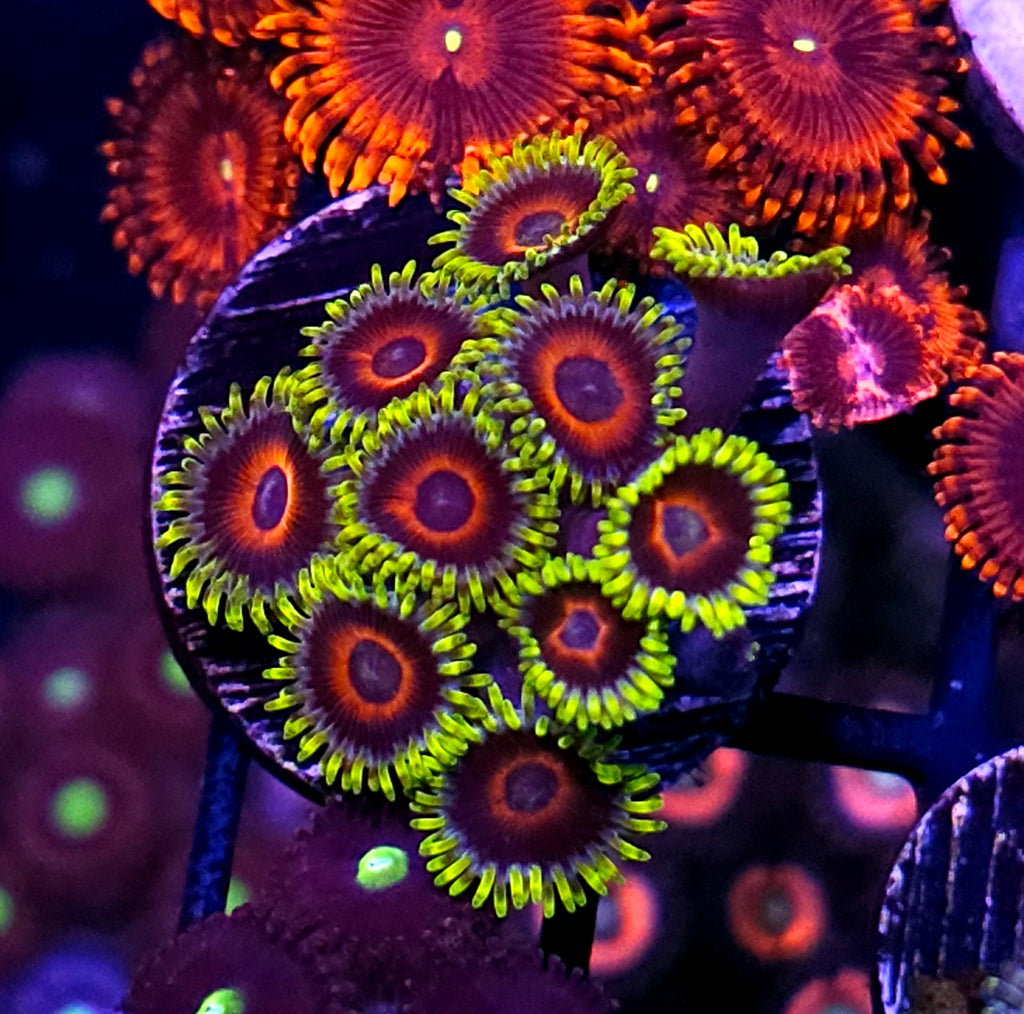 Super Saiyan Zoas