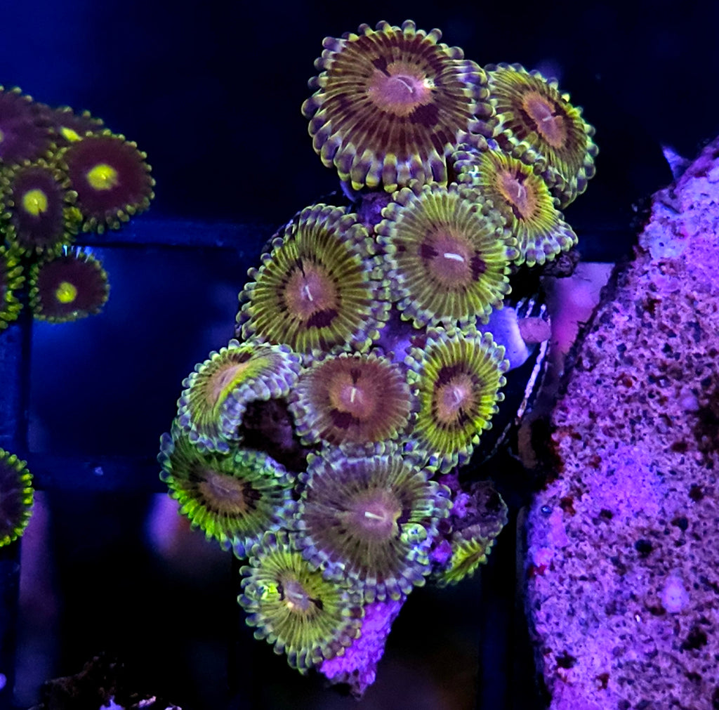 Pirates Booty Zoas