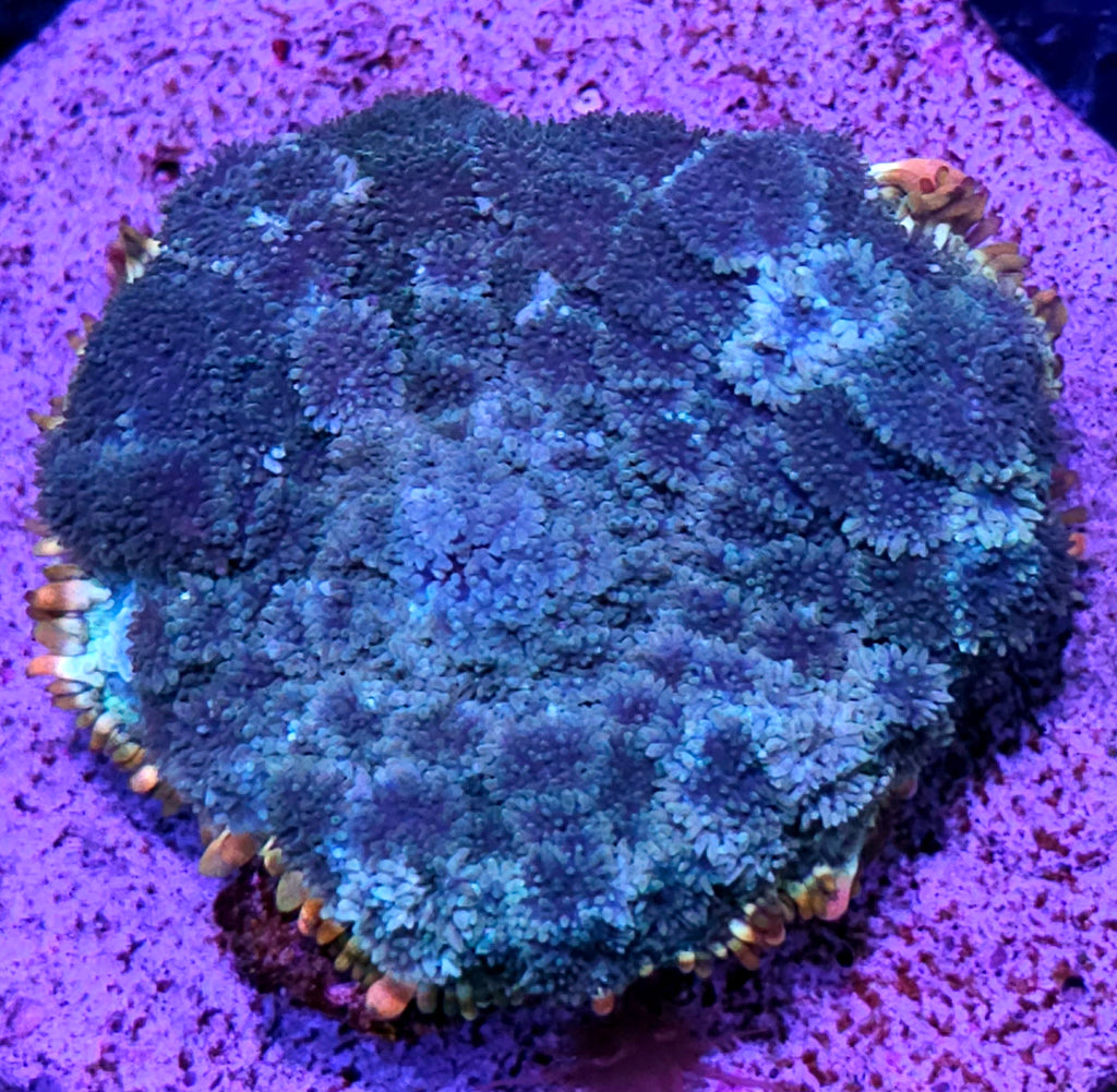 Atlantis Pom Pom Mushroom RARE