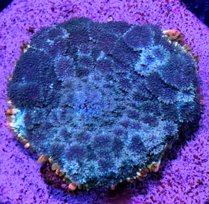 Atlantis Pom Pom Mushroom RARE