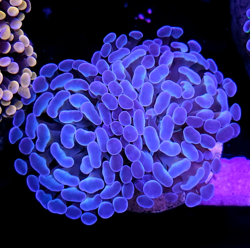2 Head Purple Hologram Branching Hammer