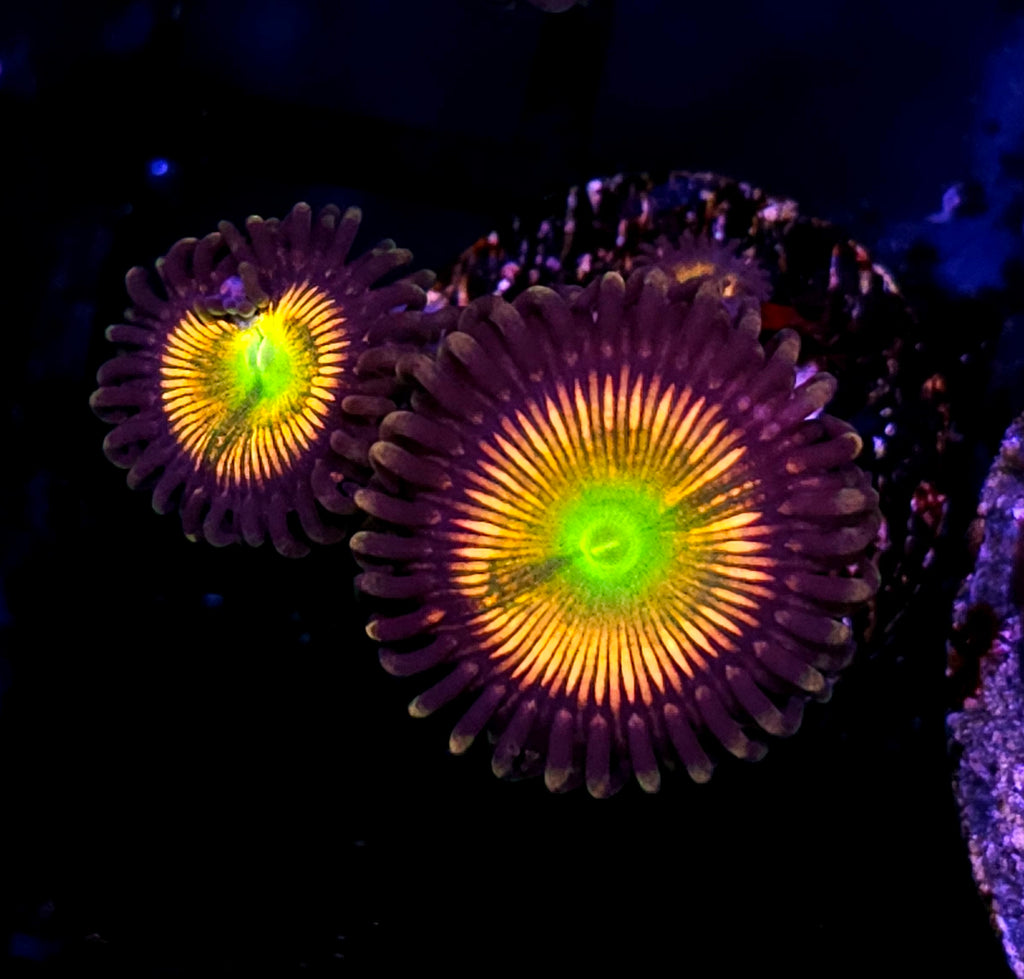 HF Ilumox Zoas