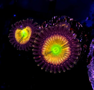 HF Ilumox Zoas
