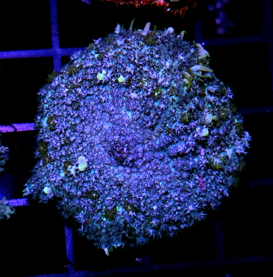 Goblin Bounce Mushroom