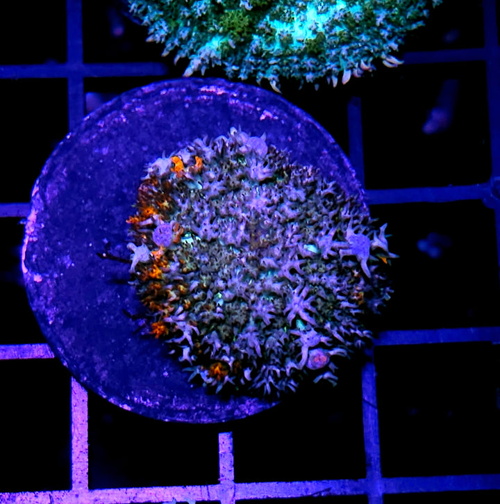 Kaleidoscope Bounce Mushroom