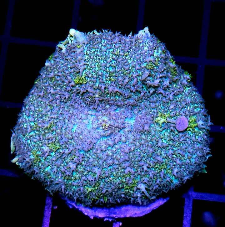 Funky Bounce Mushroom
