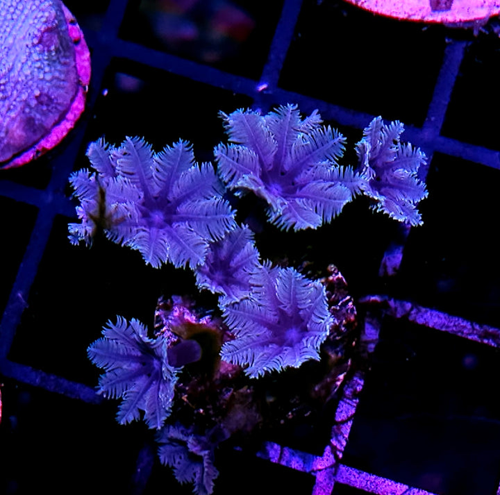 Purple Cloves
