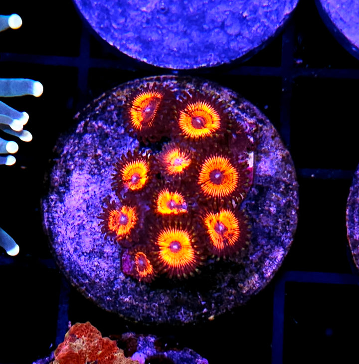 Armageddon Zoas
