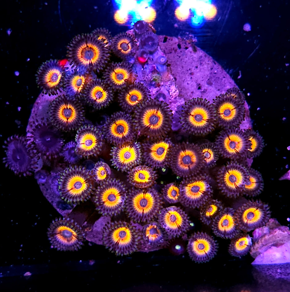 Solar Flare Zoa Colony