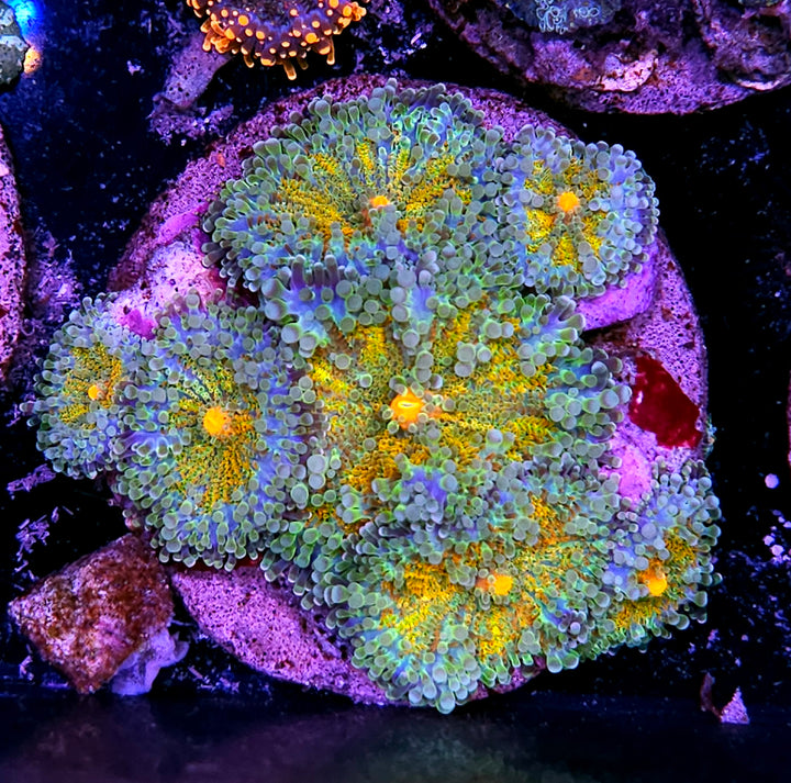 Sunburst Yuma Colony