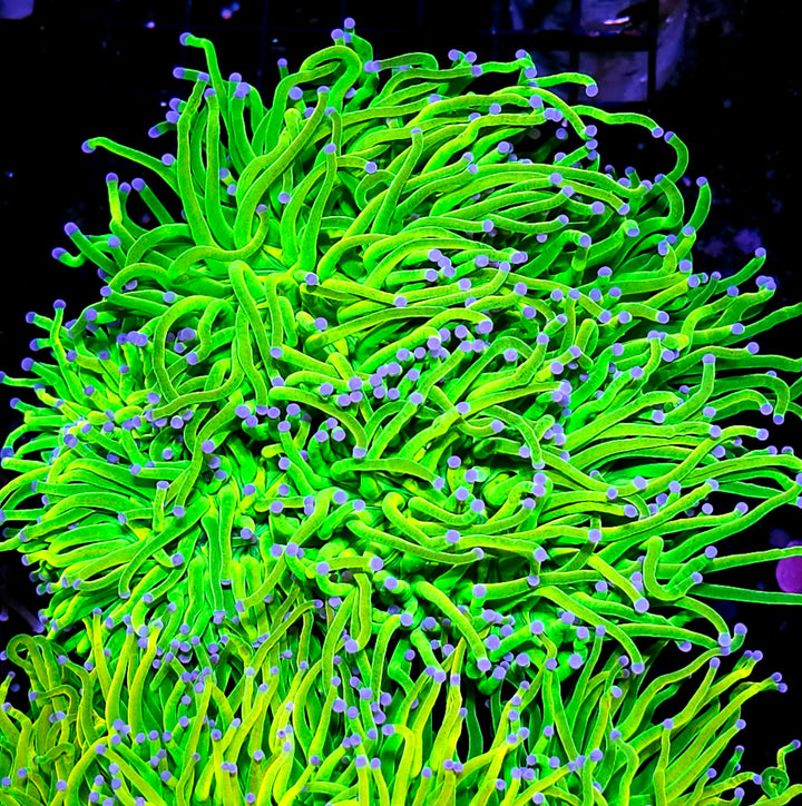 Approx 5 Head HF Closet Freak Holy Grail Torch Colony