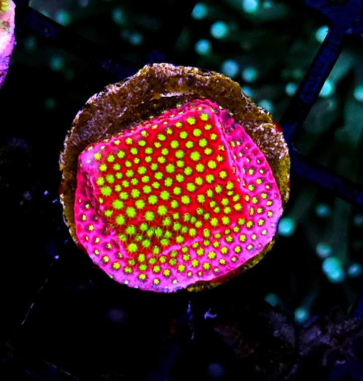 HF Raspberry Lemonade Stylocoeneila