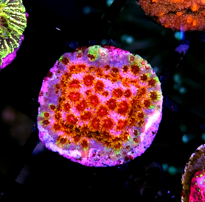 WWC Rainbow Skittles Cyphastrea