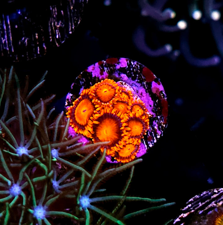 Bam Bam Zoas