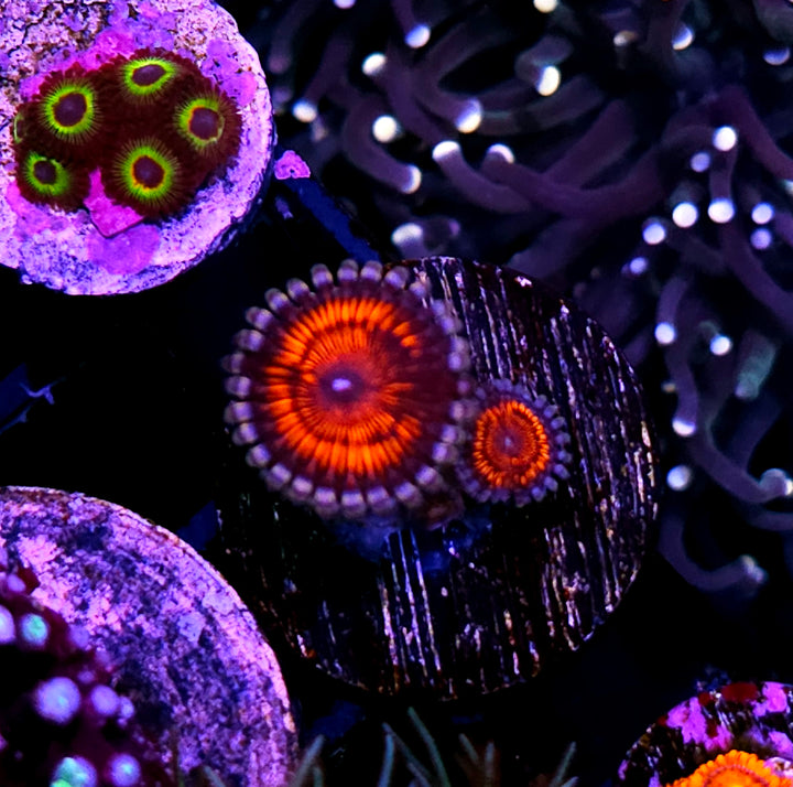 Warlock Zoas