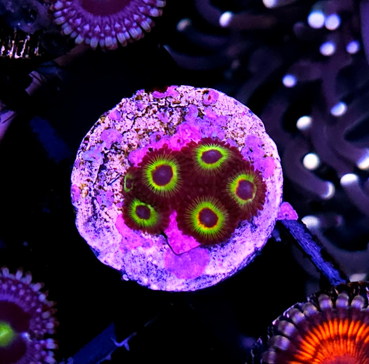HF Bob Marley Zoas