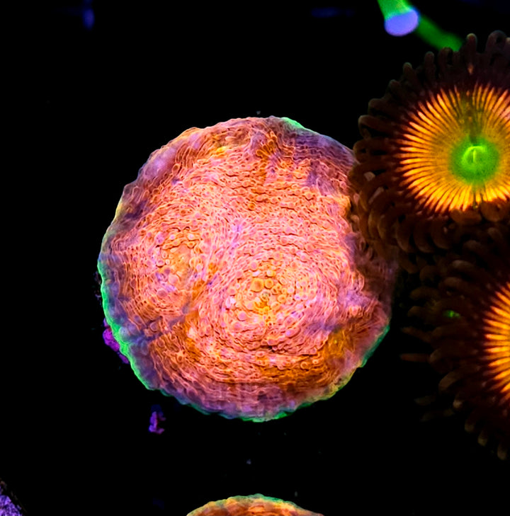 HF Hypershock Acan Echinata