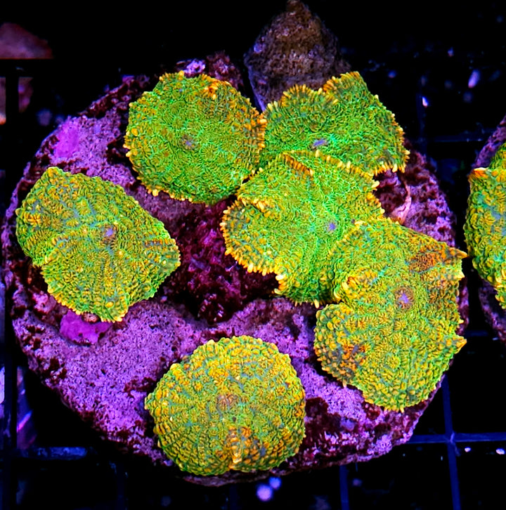 🥵Acapulco Gold Mushroom Colony🥵