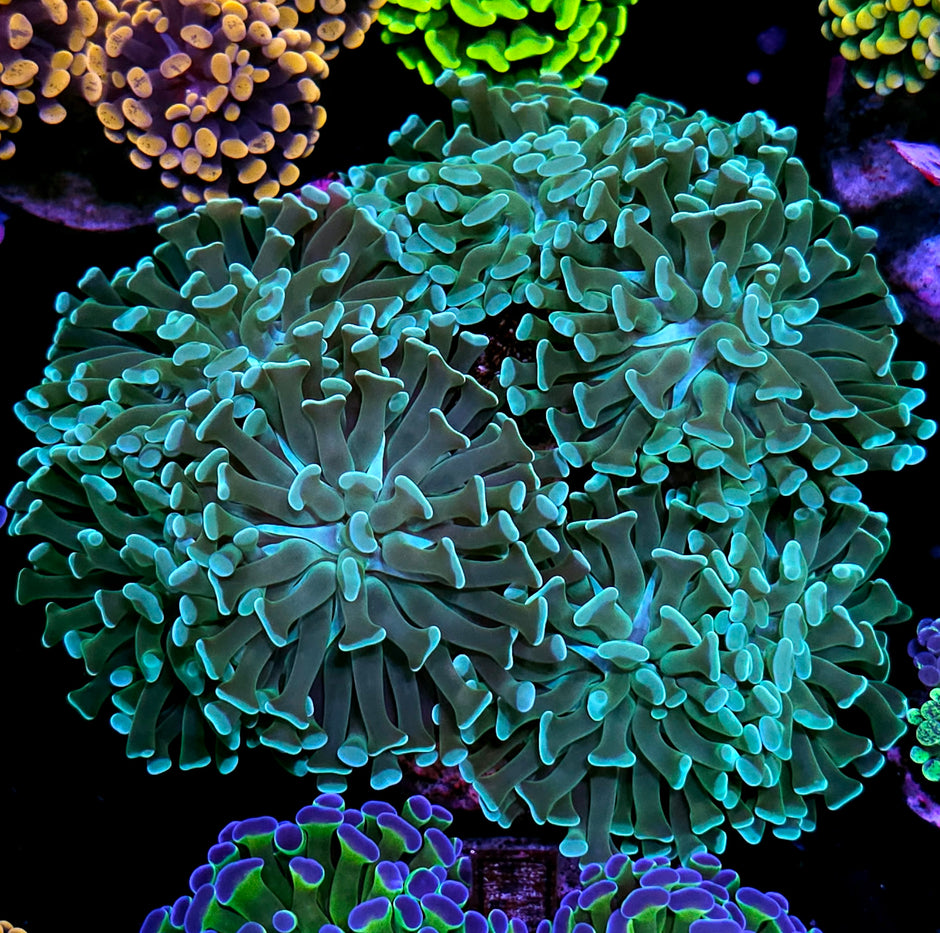 Approx 6-7 Head Seafoam Surprise Branching Hammer Colony