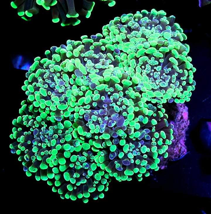 Approx 7-8 Toxic Splatter Branching Hammer Colony