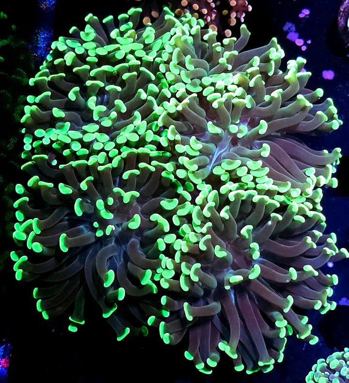 Approx 5-6 Head Bad Ass Bicolor Bicolor Branching Hammer Colony