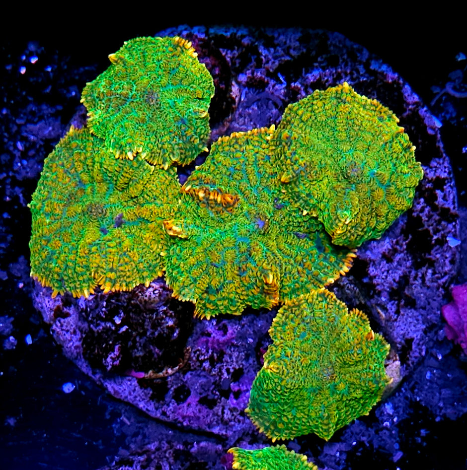 👀🤯Acapulco Gold Mushroom Colony🤯👀