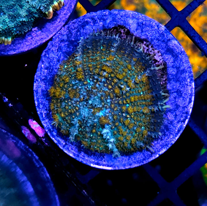 Thunderdome Pincushion Mushroom