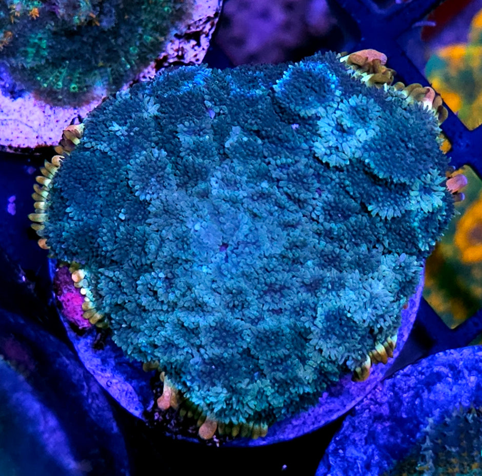 3" Turquoise Rainbow Pom Pom Mushroom
