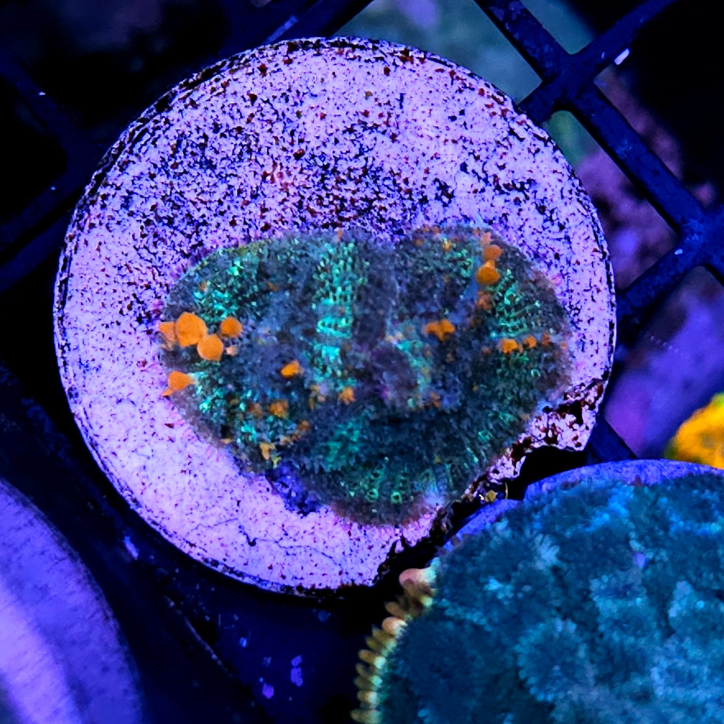 2 RK Sunkist Bounce Mushrooms