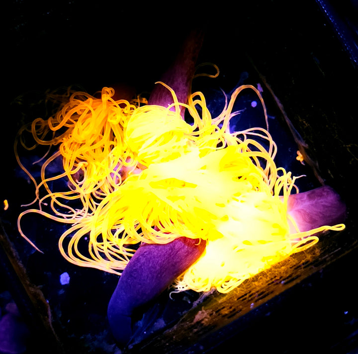 Our Pick Insane Bright Tube Anemone NOT WYSIWYG