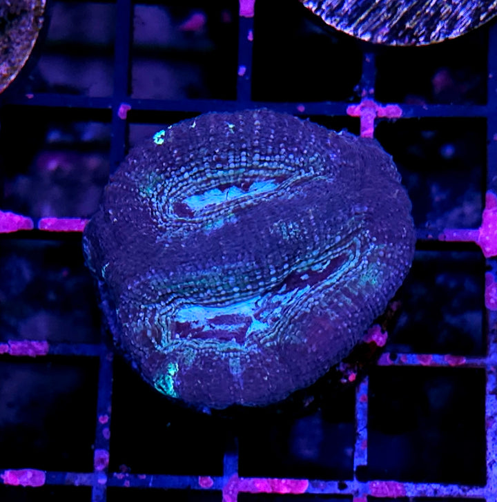 Dark Ice Bowerbanksi