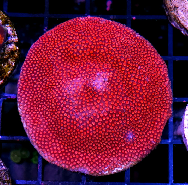 Firestorm Stylocoeneila Colony