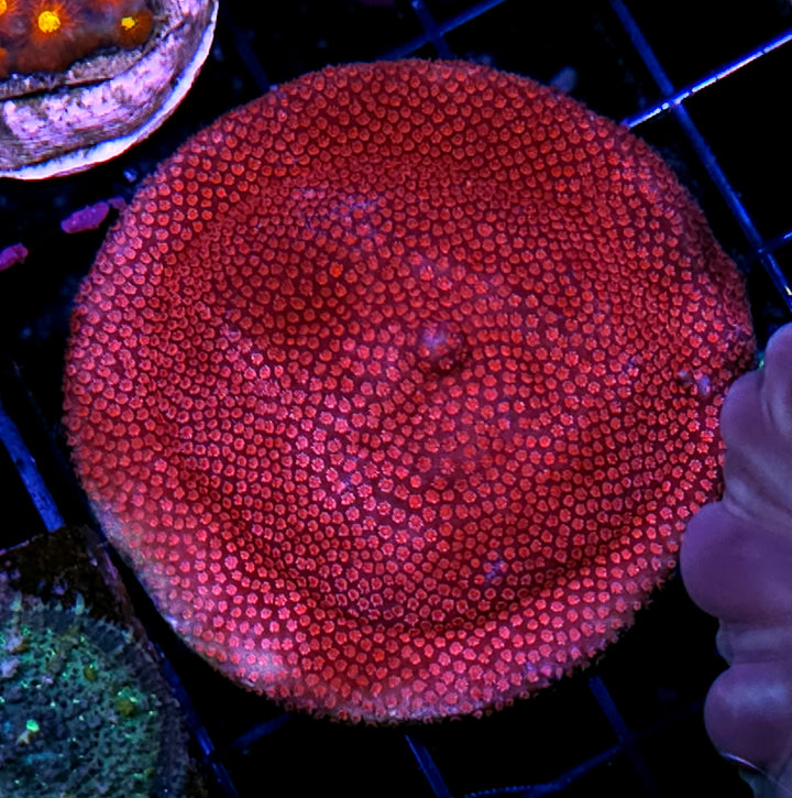 Red Rum Stylocoeneila Colony
