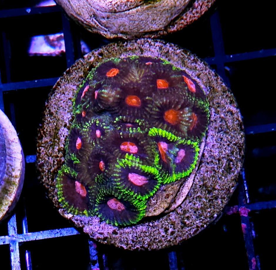 Goblin Favia Colony