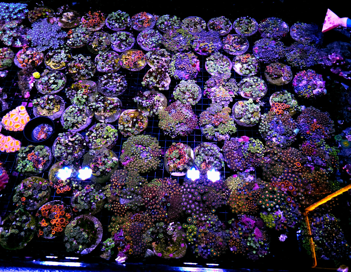 Deal of the year! Our Pick ULTRA Zoa 4-5" Zoa Colonies