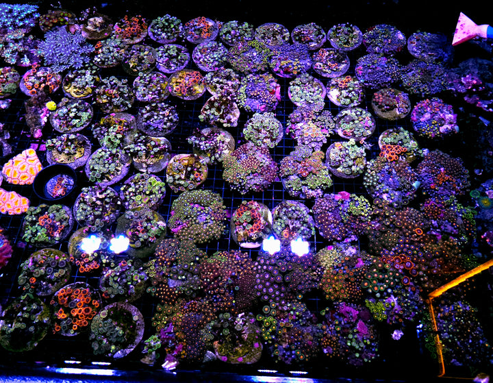Deal of the year! Our Pick ULTRA Zoa 4-5" Zoa Colonies