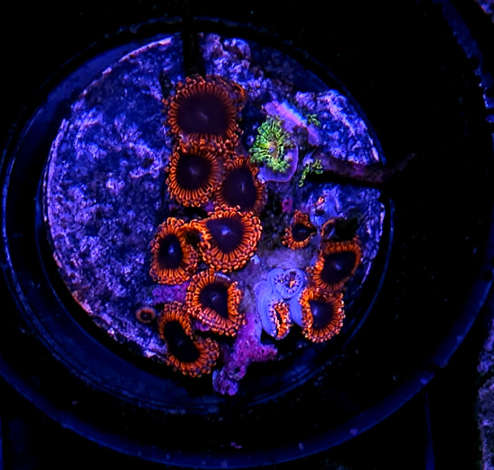 Lunar Eclipse Zoas