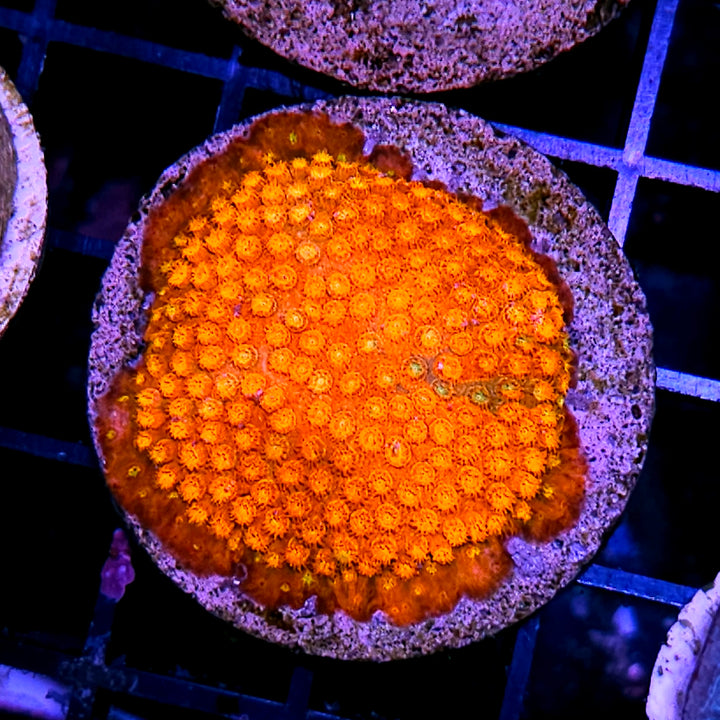 Circuit Breaker Cyphastrea Colony