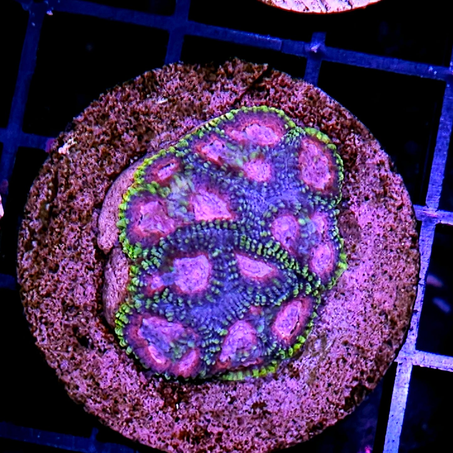 Supernatural Favia Colony