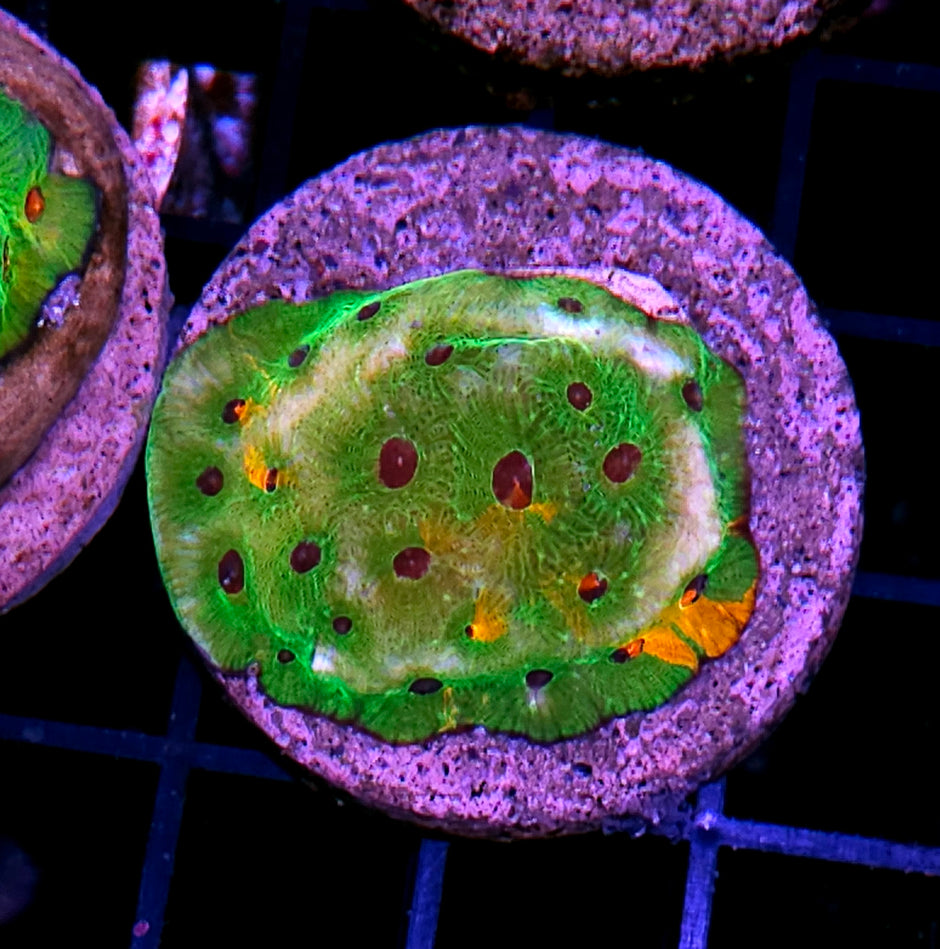 Fascination Favia Colony