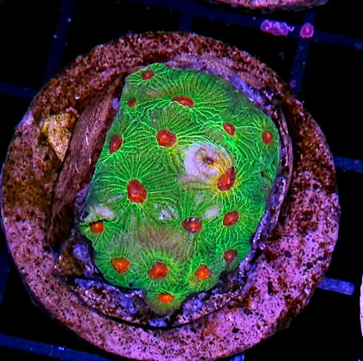 Fascination Favia Colony