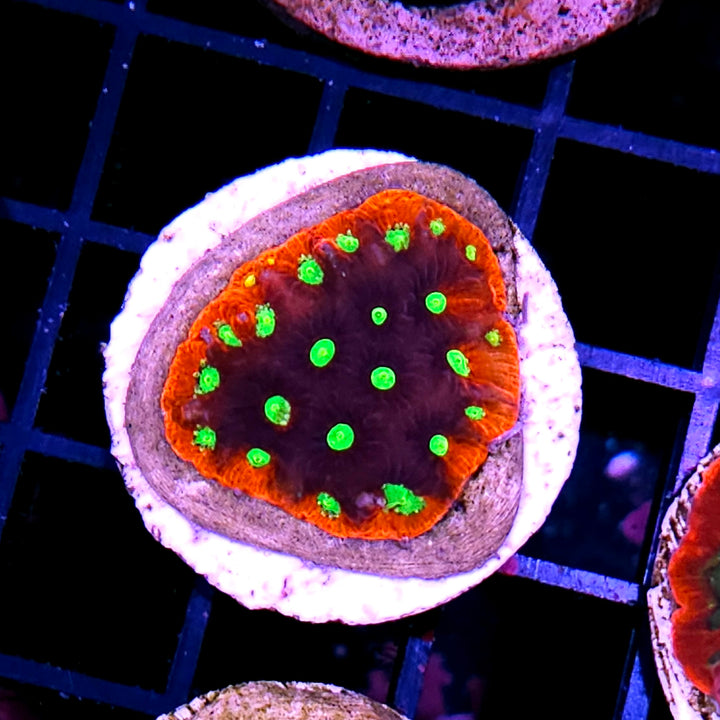 Red Rim Exosphere Favia Colony
