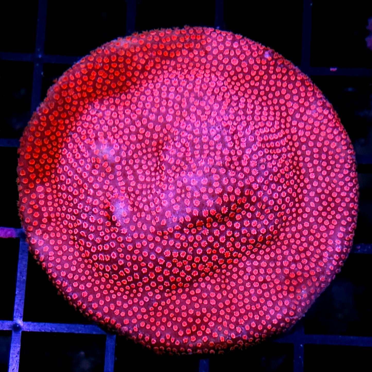 Blood Diamond Stylocoeneila Colony