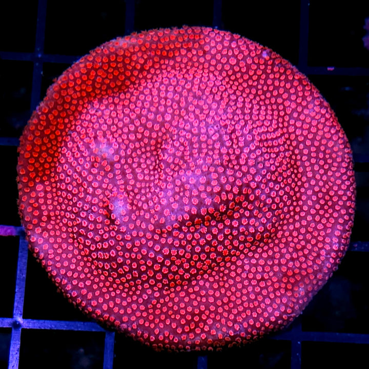 Blood Diamond Stylocoeneila Colony