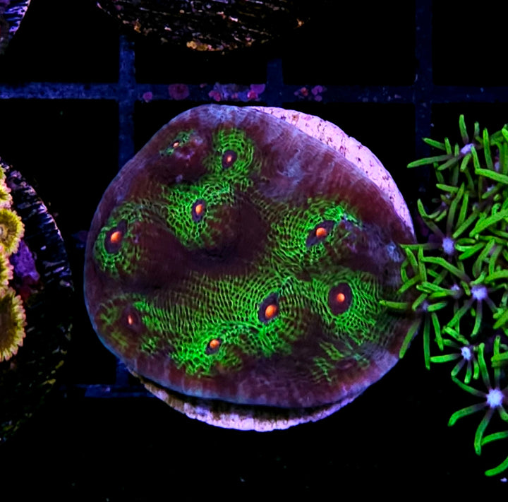 Avatar Mycedium Colony